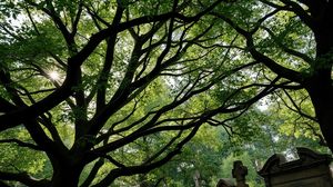 Image representing Abney Park Cemetery, Stoke Newington